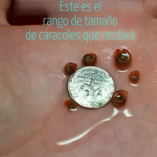 Vista 5 de ¡Más de 9 caracoles Ramshorn vivos para acuario o estanque, limpieza de algas! ¡Envío diario!