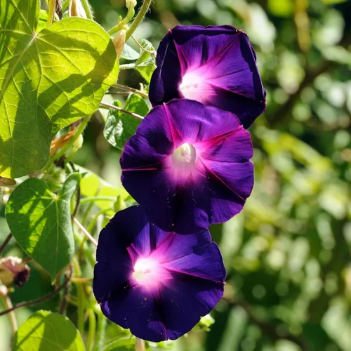 Vista 14 de Eden Brothers Morning Glory Seeds - Picotee azul, semillas sin OMG para plantar, 1 onza Semillas de flores de bajo mantenimiento, plantas durante