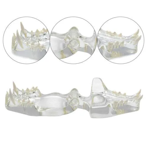 Vista 5 de Modelo de dientes felinos de resina transparente Felidae,Modelo de dientes de gato,Modelo de dentición de gato
