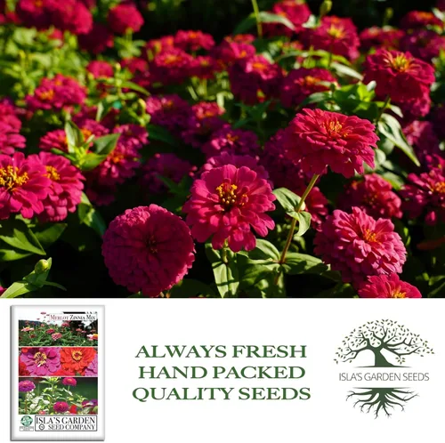 Vista 4 de Zinnia Merlot Mix - Semillas de flores para plantar, más de 200 semillas de flores por paquete, meteorito, príncipe morado y escarlata llama