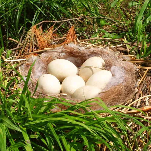 Vista 6 de Amyhill 120 g/4.23 oz Material de anidación de pájaros, mezcla