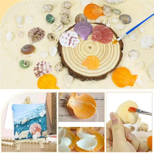 Vista 5 de WEOXPR Conchas marinas mixtas, más de 100 piezas de conchas de playa, estrellas de mar, varias tallas de conchas marinas del océano para rellenar 11
