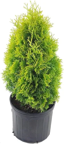 Vista 4 de Planta viva de Green Promise Farms - Thuja occidentalis, Fire Chief Globe Arborvitae #2 Contenedor de tamaño de galón Evergreen