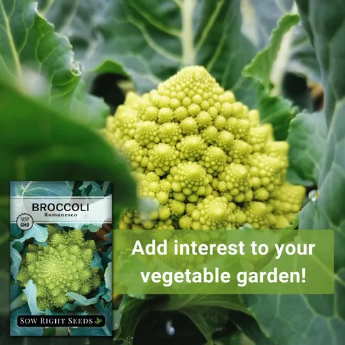 Vista 5 de Sow Right Seeds - Semillas de brócoli Romanesco para plantar - Paquete de reliquia sin OMG con instrucciones para plantar un huerto doméstico al
