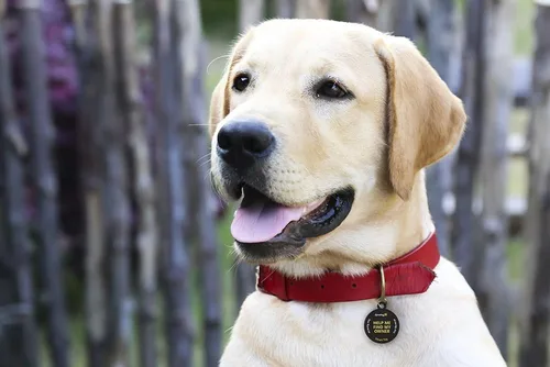 Vista 6 de Dynotag® Etiqueta y anillo de identificación de metal con revestimiento redondo inteligente habilitado para Web. Etiqueta para mascotas, etiqueta