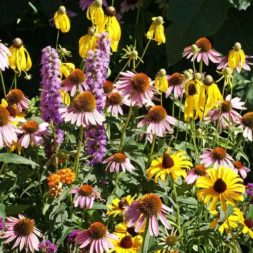 Vista 16 de Eden Brothers Native Western Xeriscape - Mezcla de semillas de flores