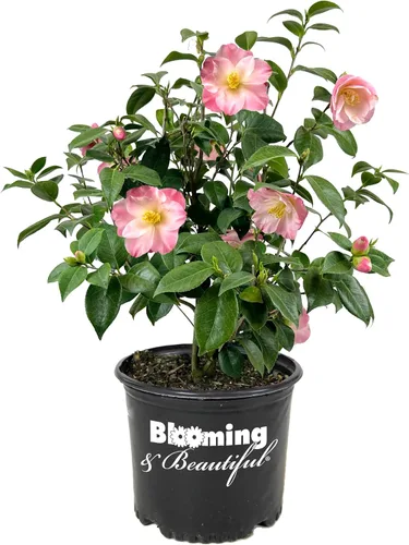 Vista 14 de Camelia, arbusto floreciente de hoja perenne viva, 3 galones