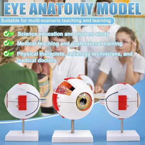 Vista 6 de Modelo de anatomía ocular, modelo de globo ocular ampliado 6X, modelo anatómico de ojo humano para estudiantes de educación científica, exhibición