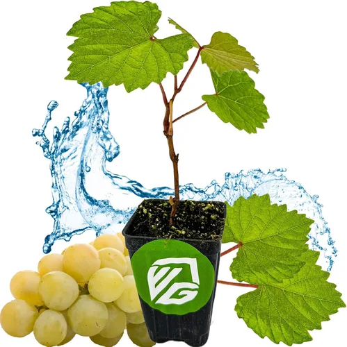 Vista 10 de Alachua Muscadine Grape Vine (paquete de 1) Planta viva por Wellspring