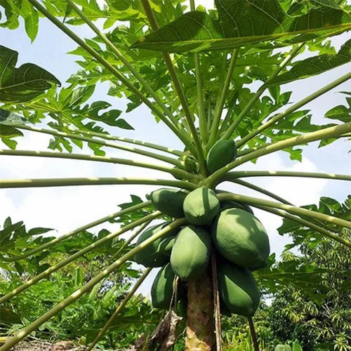 Vista 5 de CHUXAY GARDEN Semillas de papaya enana 20 semillas de árboles frutales dulces La jardinería crece en solo semanas de bajo mantenimiento