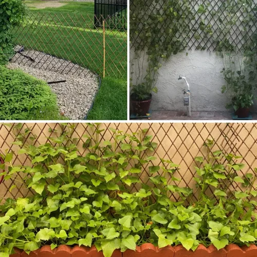Vista 3 de 86 York Panel de valla extensible de sauce para plantas trepadoras, hiedra, rosa, pepinos, clemátide (1)