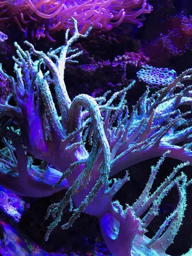 Vista 2 de Seachem Reef Fusion 2 1 Litro