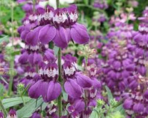 Vista 2 de Casas chinas, 100 semillas ollinsia heterophylla, flor delicada única, hermosa flor