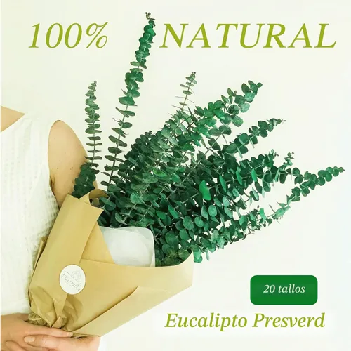 Vista 3 de 20 tallos de eucalipto seco preservado, ramas de eucalipto natural de 17 pulgadas para ducha, planta real para relleno de jarrón, arreglo de flores