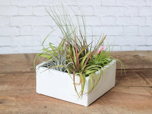 Vista 2 de Air Plant Shop Paquete de 10 bolsas de agarre para plantas de aire Tillandsia de primera calidad, medianas y grandes, al por mayor y a granel