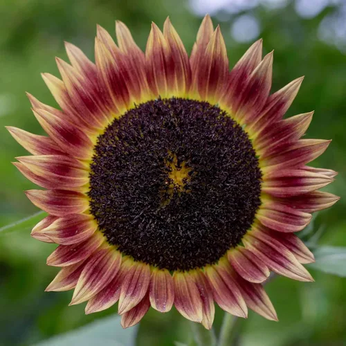 Vista 6 de Eden Brothers Semillas de girasol - Autumn Beauty
