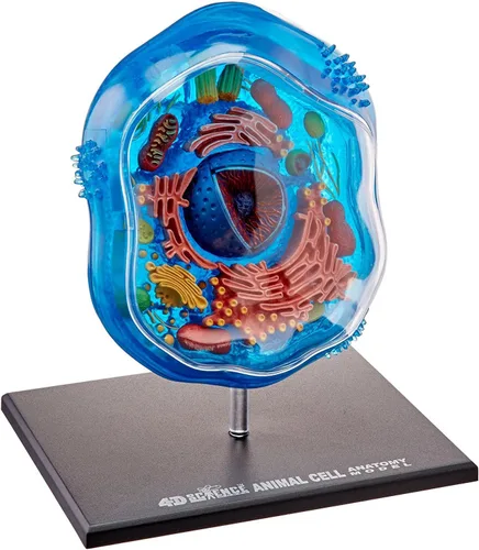 Vista 3 de Modelo de anatomía de célula animal 4d-science de Framemaster