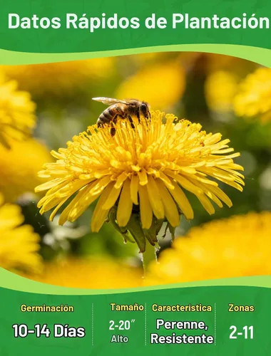 Vista 3 de Semillas de diente de león para plantar: más de 4,000 semillas de hierbas de diente de león (Taraxacum officinale), hojas comestibles, raíces
