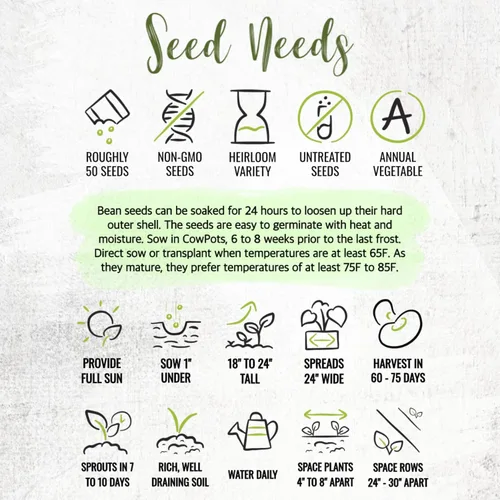 Vista 7 de Seed Needs Semillas de Frijol Lima para Plantar Frijoles Henderson Lima - Semillas de Vegetales Heirloom Sin OMG y Sin Tratar para Plantar un Jardín