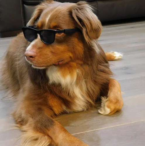 Vista 6 de G006 - Lentes de sol para disfraz de perro mascota de los años 80, para sesión de fotos, razas medianas de 20 a 40 libras