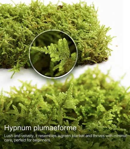 Vista 7 de Musgo Hypnum vivo real (20,3 cm x 20,3 cm) – Musgo natural en lámina para terrarios, bonsáis, hábitats de reptiles y jardines de hadas