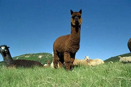 Vista 6 de Warrior Alpaca Socks - Calcetines deportivos de lana de alpaca para todo terreno Plantilla con forro de rizo Cómodo y cálido Hombres y mujeres