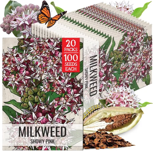 Vista 22 de Seed Needs Semillas de algodoncillo de mariposa naranja para mariposas monarca, 1 paquete