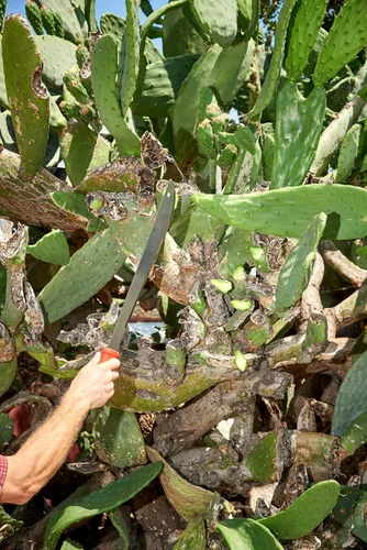 Vista 6 de Corona MA 60061 Ergohandle Machete, 18