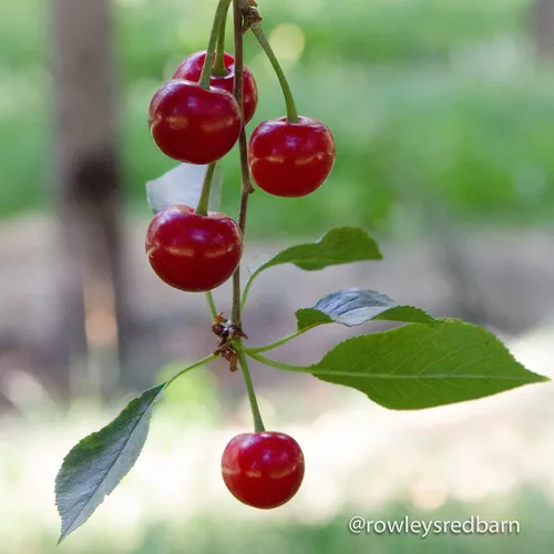 Vista 4 de Cerezas disecadas Fabricado en los Estados Unidos, sin azúcar añadido