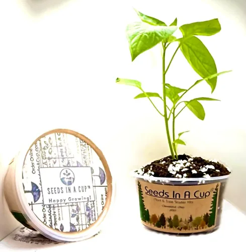 Vista 7 de Baya de Goji (Wolfberry): Kit de cultivo de semillas de árbol Nutrientes reales - Suelo rico Sin vainas falsas Educativo Gran idea de regalo