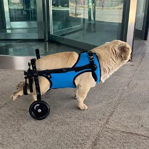 Vista 2 de Silla de ruedas ajustable para perros traseros, andador de movilidad para perros pequeños con tabla de tallas, arnés de hebilla fácil, soporte