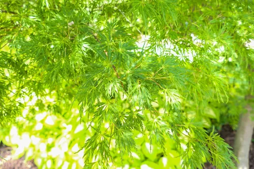Vista 6 de 10 Upright Green LACELEAF Maple Japanese Seiryu Acer Palmatum Dissectum Viridis Tree Seeds