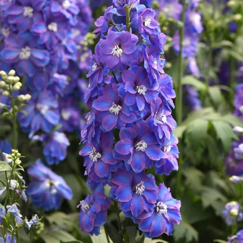 Vista 6 de Eden Brothers Semillas Delphinium - Campana Azul