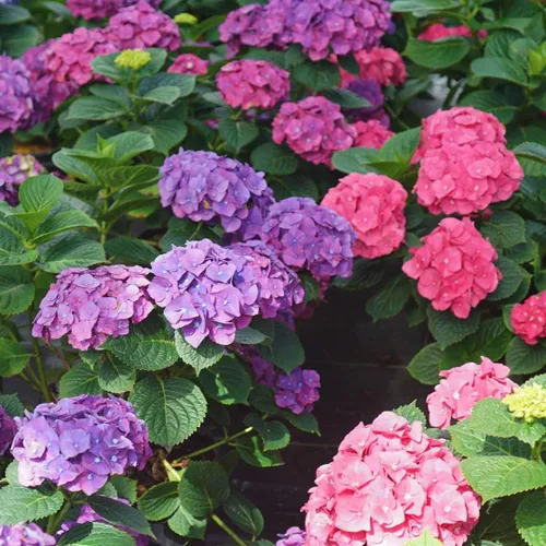 Vista 2 de LET'S Dance Big Band PPAF Hydrangea Bush - Ganadores probados - Maceta de 4 pulgadas