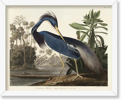 Vista 95 de Poster Master Póster vintage de James Audubon – Impresión retro de amargo americano – Arte de aves de América – Regalo para hombres, mujeres
