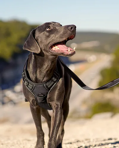 Vista 6 de Joytale Arnés sin tirones para perros pequeños, chaleco reflectante para mascotas con clip frontal, arnés acolchado suave ajustable con asa de fácil