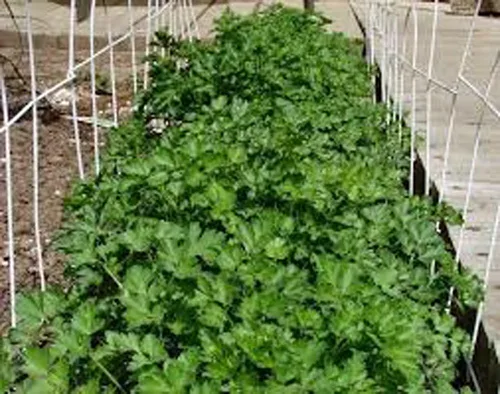 Vista 4 de Cilantro Slow Bolt Semillas, Heirloom 99+ Semillas, sin OMG, Hierbas/Especias