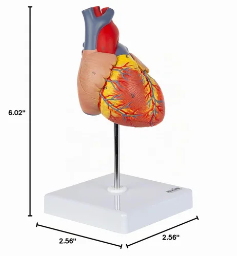 Vista 10 de Axis Scientific - Modelo de corazón humano de tamaño real Diseño magnético de 2 partes con 34 estructuras internas claramente etiquetadas