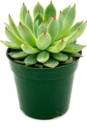 Vista 9 de ragnaroc Plantas suculentas vivas – Echeveria Agaviodes Ebony, enraizadas en maceta de 4 pulgadas – 1 unidad – Llegada viva garantizada – Plantas
