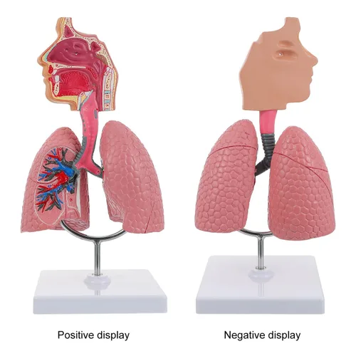 Vista 9 de Modelo 4D, modelo de pulmón respiratorio enseñanza con cabeza y pulmones, herramientas prácticas de estudio de modelos 3D para estudiantes