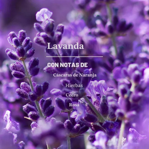 Vista 3 de Detergente de lavandería S C Johnson Wax 14531, lavanda aroma, 64-onzas, thomaswi, 1, 1