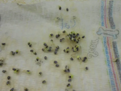Vista 3 de UPC0764425788287 - Semillas de espinela azul (Anagallis monelli) de Robsrareandgiantseeds UPC0764425788287 Sin OMG, orgánico, cultivador de EE. UU.