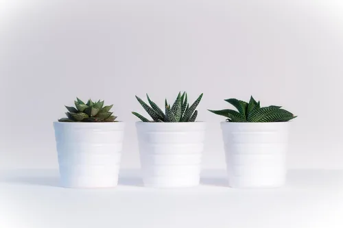 Vista 6 de ragnaroc Plantas suculentas vivas – Echeveria Agaviodes Ebony, enraizadas en maceta de 4 pulgadas – 1 unidad – Llegada viva garantizada – Plantas