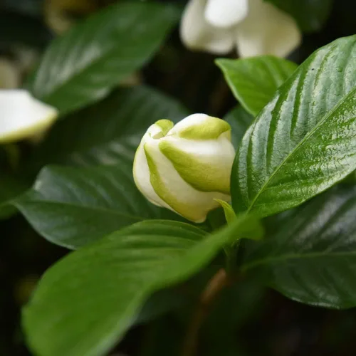 Vista 4 de Planta viva Perfect Plants August Beauty Gardenia, maceta de 1 galón