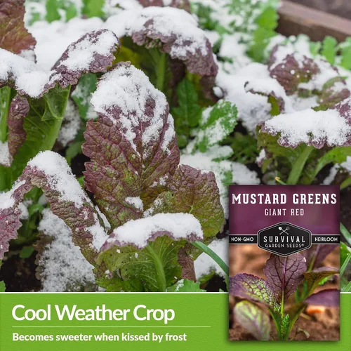 Vista 4 de Semillas gigantes de color verde mostaza roja para plantar, hojas de borgoña picantes sin OMG para jardines de otoño y primavera, variedad culinaria