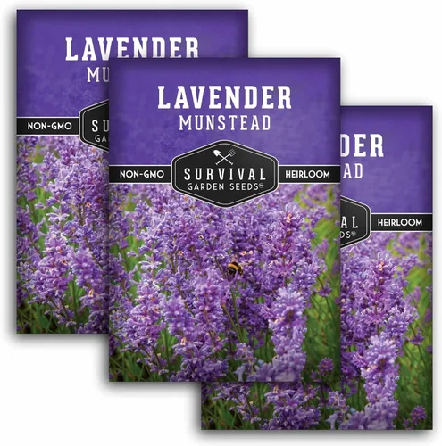 Vista 10 de Munstead English Lavender Seeds for Planting, Compact Herb - 1 Pack