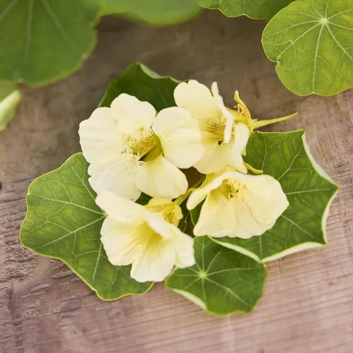 Vista 18 de Eden Brothers Semillas de Nasturtium - Semillas de Alaska Gold sin transgénicos para plantar, 1 onza Semillas de flores de bajo mantenimiento