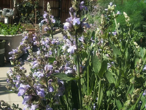 Vista 2 de Salvia officinsalis Jardín Sage - 30 Semillas