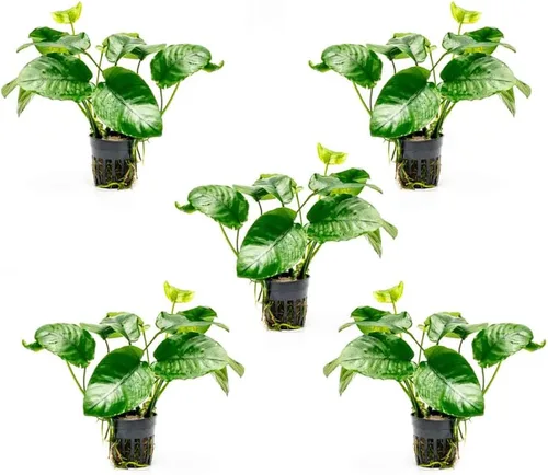 Vista 64 de SubstrateSource Plantas vivas – Anubias Hastifolia (Anubias hastifolia) – Luz baja a moderada, hojas en forma de flecha de color verde medio a