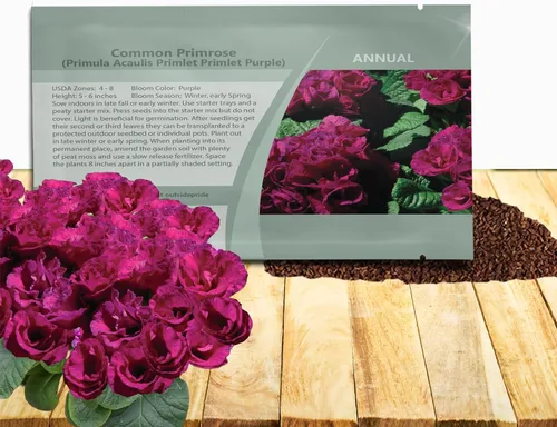 Vista 12 de Outsidepride 10 semillas anuales Primula común Primrose Primlet Pink Shades Semillas de flores para plantar